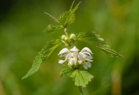 Lamiaceae, Lamium album, mint, white deaf nettle, flora, plants, plants, deaf nettle, white dead
