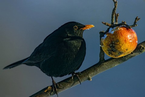 Blackbird, Turdus Merula, Apple, Birds, Garden, Leo, Male, Passeri, Songbirds, Thrush, Birds,