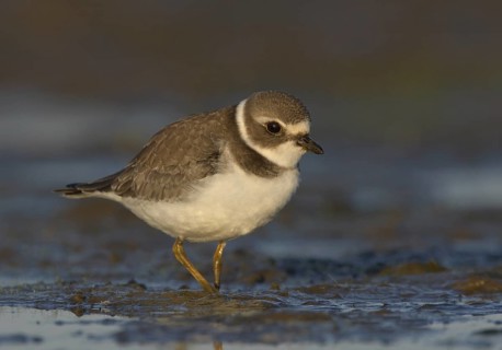 Semipalmated Plover (Charadrius semipalmatus) juvenile, Ohio, USA