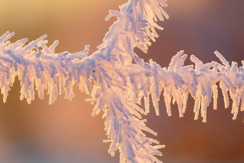 A fence covered in hoarfrost, backlit at sunrise on a very cold morning. Mühlviertel, Austria