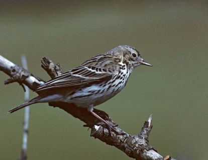 Anthus Pratensis, Meadow Pipit, Meadow Pieper, Birds, Leo, Passeri, Songbirds, Birds