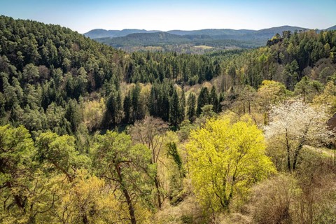 The Palatinate Forest near Dahn, Rhineland-Palatinate, Germany