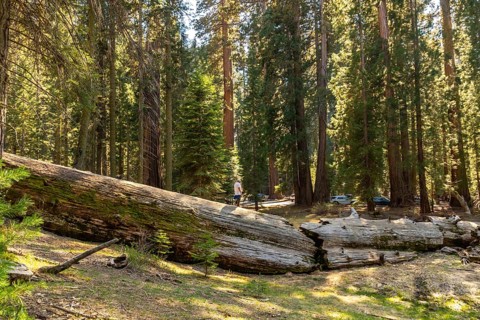 Person walking past a massive fallen redwood tree in a sunlit forest, exploring the natural beauty