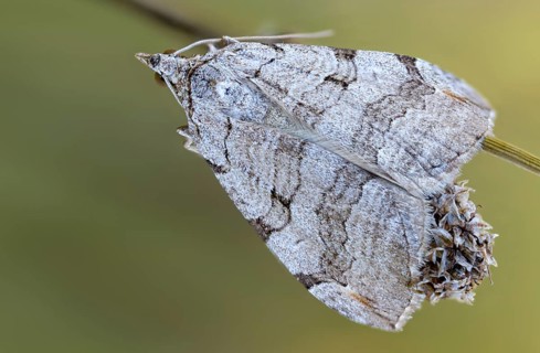 Aplocera plagiata, Brandenburg, defoliating moth, Germany, large St. John's wort tensioner, Nabu,