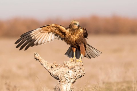 Western Marsh Harrier (Circus aeruginosus) male approaching a stump, Castile-La Mancha, Spain