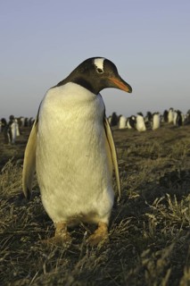 Gentoo Penguin (Pygoscelis papua), Falkland Islands