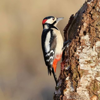 Great spotted woodpecker (Dendrocopus major), male, foraging on the trunk of a common birch (Betula