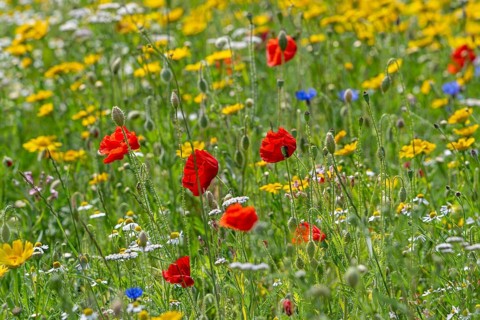 Mixture of colourful wildflowers, red poppies, cornflowers and camomile flowers blooming in meadow