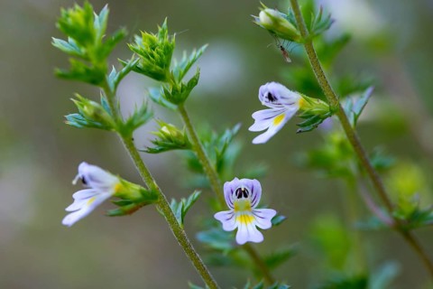 Eye rust, brown root family, euphrasia spec., scrophulariaceae, flora, plants, plants