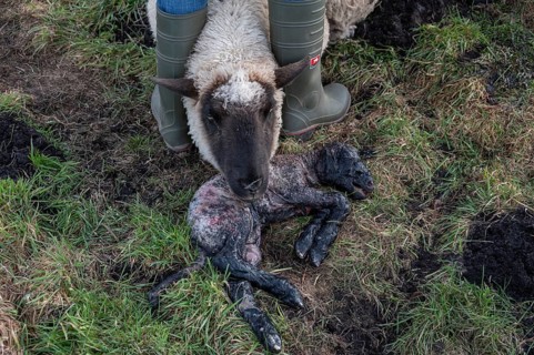 Sheep (Ovis gmelini aries), ewe caring for her newborn lamb on the pasture, Rehna,