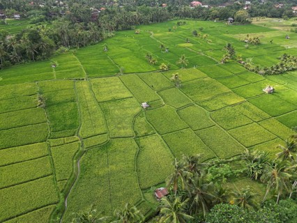 Default, green, ordered rice paddies in a tropical environment, viewed from the air, with lush