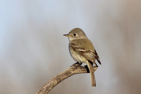 Gray Flycatcher Empidonax wrightii Tucson, Pima County, Arizona, United States 1 February Adult