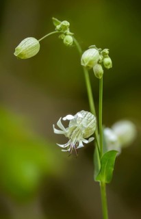 Inflated bladder campion, bladder campion, Caryophyllaceae, common bladder campion, clapper-pink,