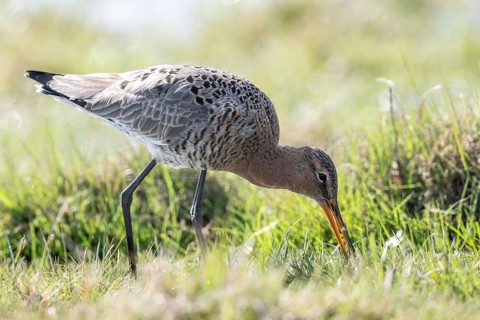 Black-tailed godwit (Limosa limosa), Lower Saxony, Germany