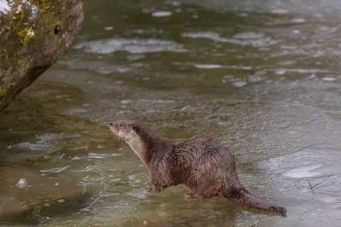One Eurasian otter (Lutra lutra), walking on the ice of a frozen river
