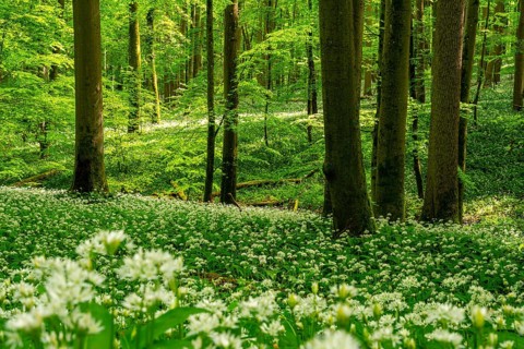 A picturesque primeval forest with majestic European beech trees (Fagus sylvatica) and green