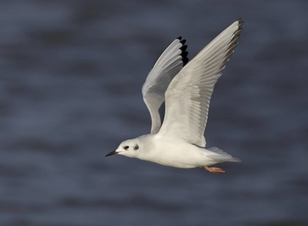 Bonaparte's Gull (Chroicocephalus philadelphia) flying, Ohio, USA