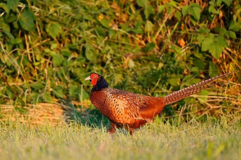 Hunting pheasant (Phasianus colchicus), cock in a meadow, North Rhine-Westphalia, Germany