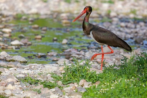 Black stork, Ciconia nigra, Lesvos, Greece