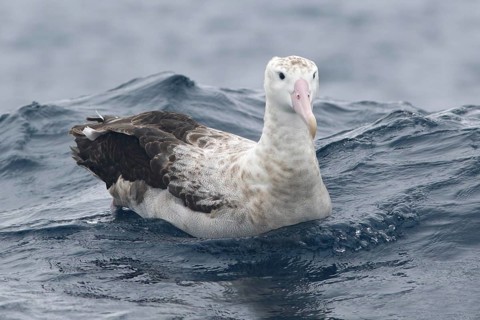 Wandering Albatross (Diomedea exulans), Victoria, Australia