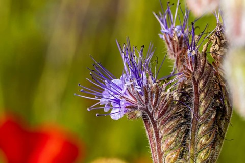 Close-up of purple flowers against a blurred background in shades of green and red: the flower of