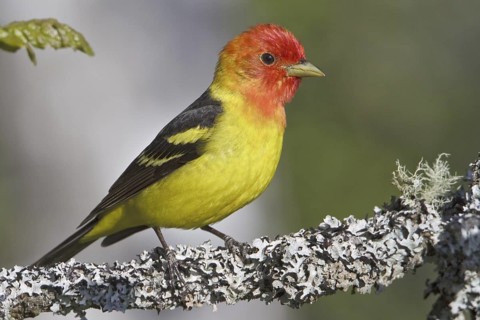 Western Tanager (Piranga ludoviciana) male, British Columbia, Canada