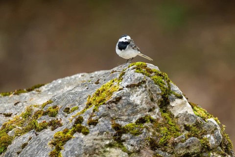 White wagtail (Motacilla alba) sitting on a rock, Bavaria, Germany