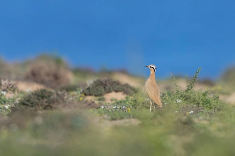 Cream-colored Courser (Cursorius cursor) perched on the ground, Fuerteventura, Spain