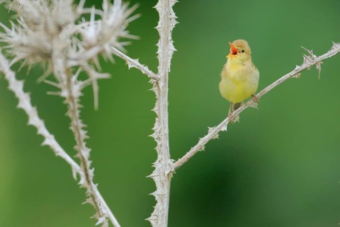 Melodious Warbler (Hippolais polyglotta) male singing, Andalusia, Spain