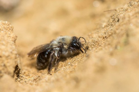 Andrena cf. vaga, andrena vaga, andrenidae, floodplain sand bee, grey-backed mining bee,