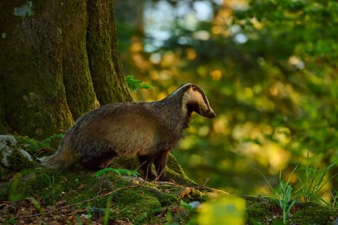 A badger stands to one side of a tree in the shady, golden light of the forest, European badger