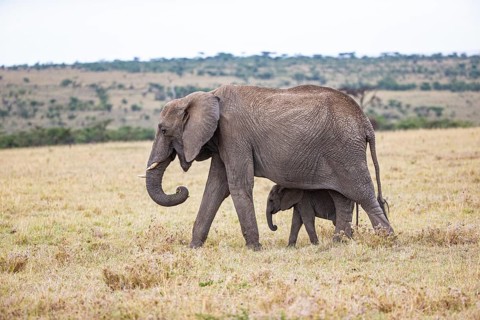 African elephant (Loxodonta africana) Masai Mara Kenya