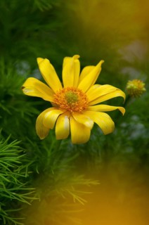 Adonis vernalis, spring adonis florets, buttercup plants, ranunculaceae, Sweden, false hellebore,