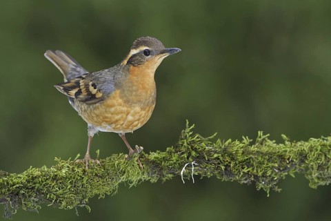 Varied Thrush (Ixoreus naevius), British Columbia, Canada