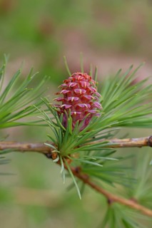 Female flowers of larch (Larix decidua), growing into cones, close-up, spring, Wilnsdorf, North