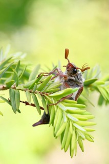 Cockchafer, forest cockchafer (Melolontha hippocastani), male, on a twig of a Tsuga canadensis,
