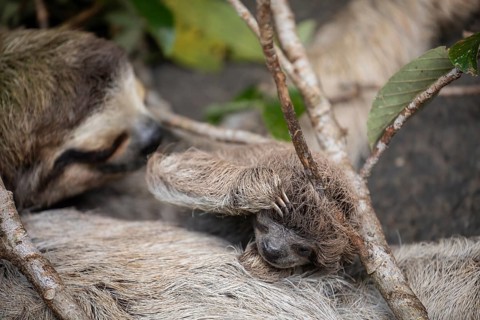 Close up of a cute baby three-toed sloth (Bradypus variegatus) resting on its mother's belly.