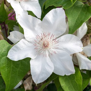 Clematis 'Valge Daam', Kühne garden centre, Germany