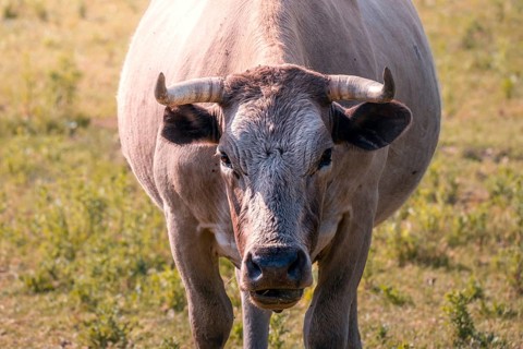 A close up of a horned cow in a Guadarrama mountain range, Madrid. The cow gaze is direct, with