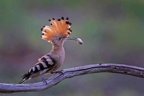 Hoopoe (Upupa epops) Bird of the Year 2022, with fat caterpillar as prey for the young bird,