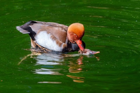 Red-crested pochard (Netta rufina) male and female pairing in lake in summer, Bavaria, Germany