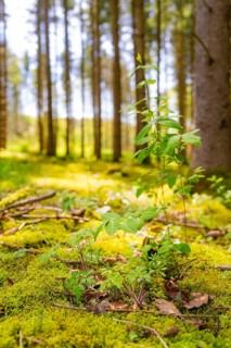 Close-up of plants on moss-covered forest floor with incidence of light, Glems reservoir, Swabian