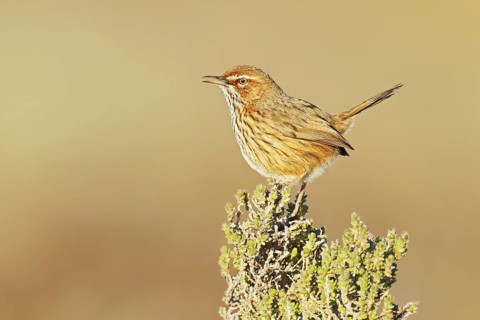 Rufous Fieldwren (Calamanthus campestris winiam), Victoria, Australia