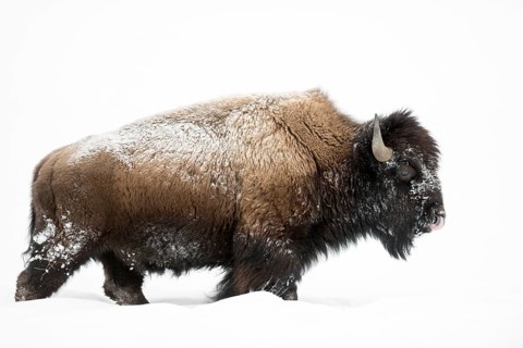 American Bison (Bos bison) male walking in deep snow, Yellowstone National Park, Wyoming, USA