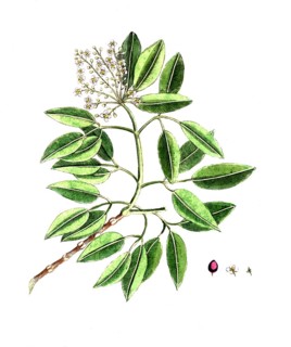 Amyris elemifera, sea torchwood, smooth torchwood, candlewood, sea amyris, digital reproduction of