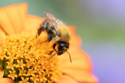 Bumblebee (Bombus spp) adult bee feeding on a Mexican sunflower (Tithonia spp) flower in an urban