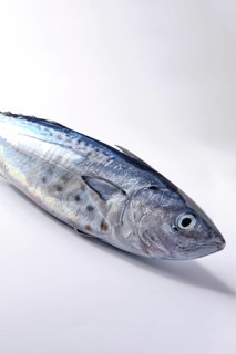 A close-up shot of a silvery fresh mackerel fish with smooth scales and distinct fins, lying on a