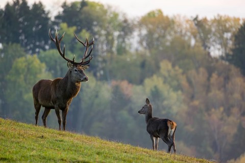 A red deer stag (Cervus elaphus) and a hind stand in a meadow. A forest in fall foliage is in the