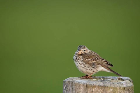 Meadow Pipit (Anthus pratensis), Ochsenmoor, Dümmer, Lemförde, Lower Saxony, Germany
