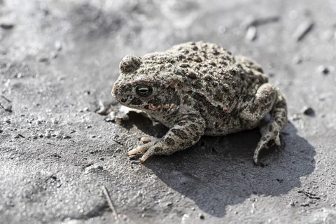 Natterjack toad (Epidalea calamita), Emsland, Lower Saxony, Germany